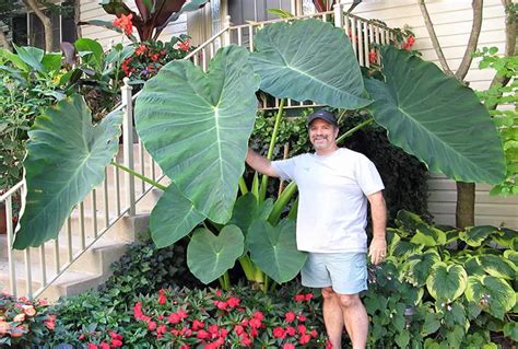 moisture meter elephant ear|elephant ear watering requirements.